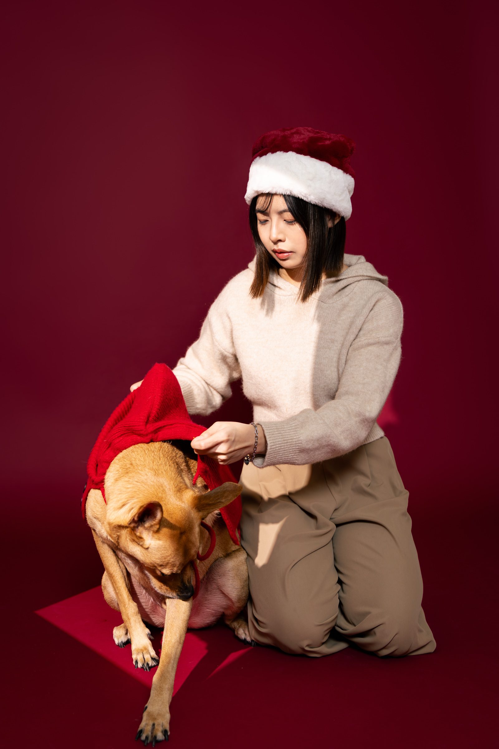 飼主蹲在酒紅背景前，替米克斯犬穿上紅色聖誕斗篷的過程。