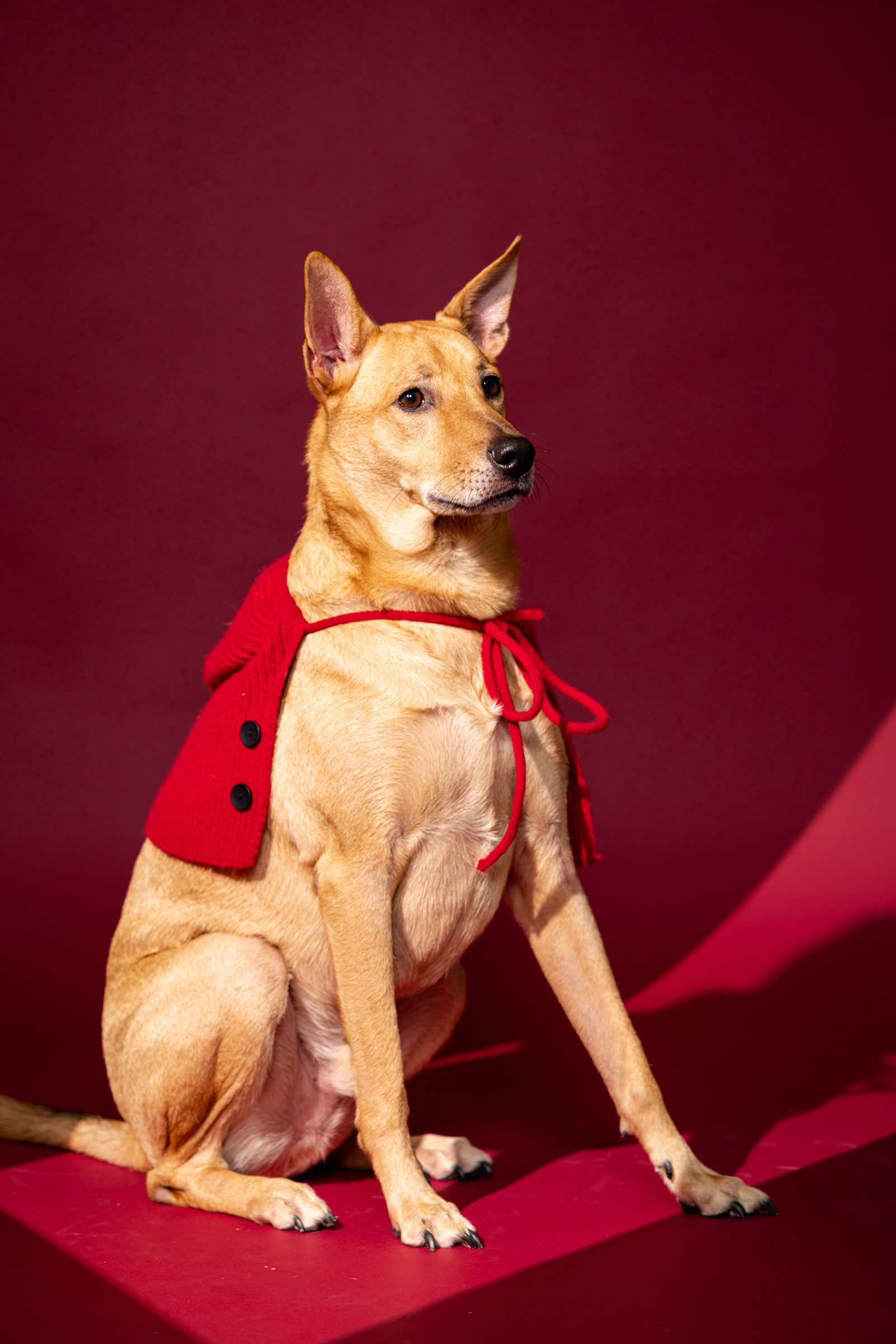 米克斯犬在酒紅背景前的坐姿獨照，身穿紅色斗篷、雙耳直立。