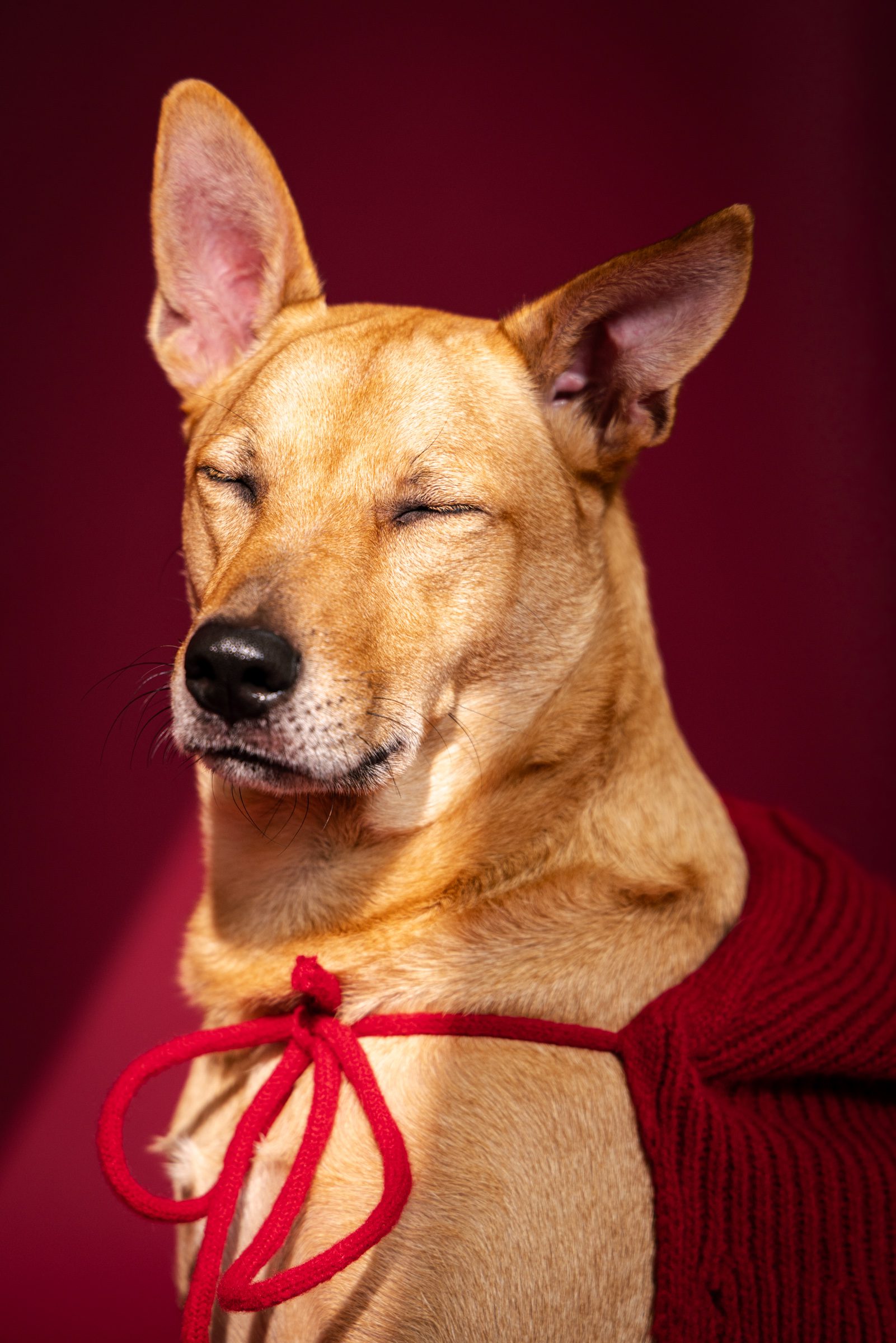 米克斯犬瞇眼的頭部特寫，紅色頸繩與酒紅背景相襯。
